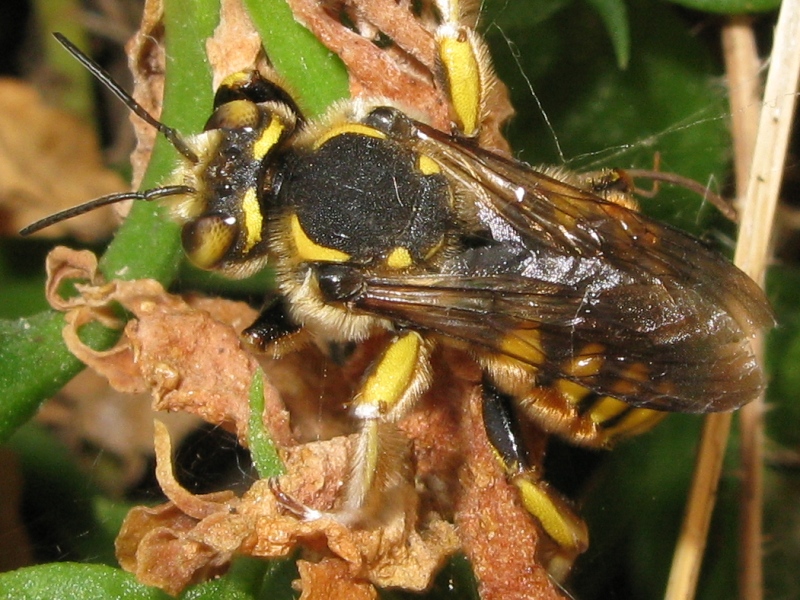 Anthidium cfr. florentinum (Apidae Megachilinae)